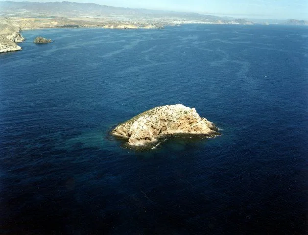 Buceo Calamar Gigante Almería buceo-calamar-gigante-almeria