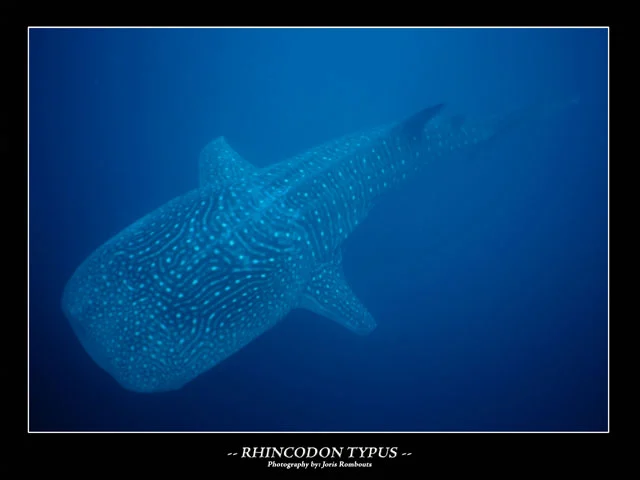 caseres reef caseres reef