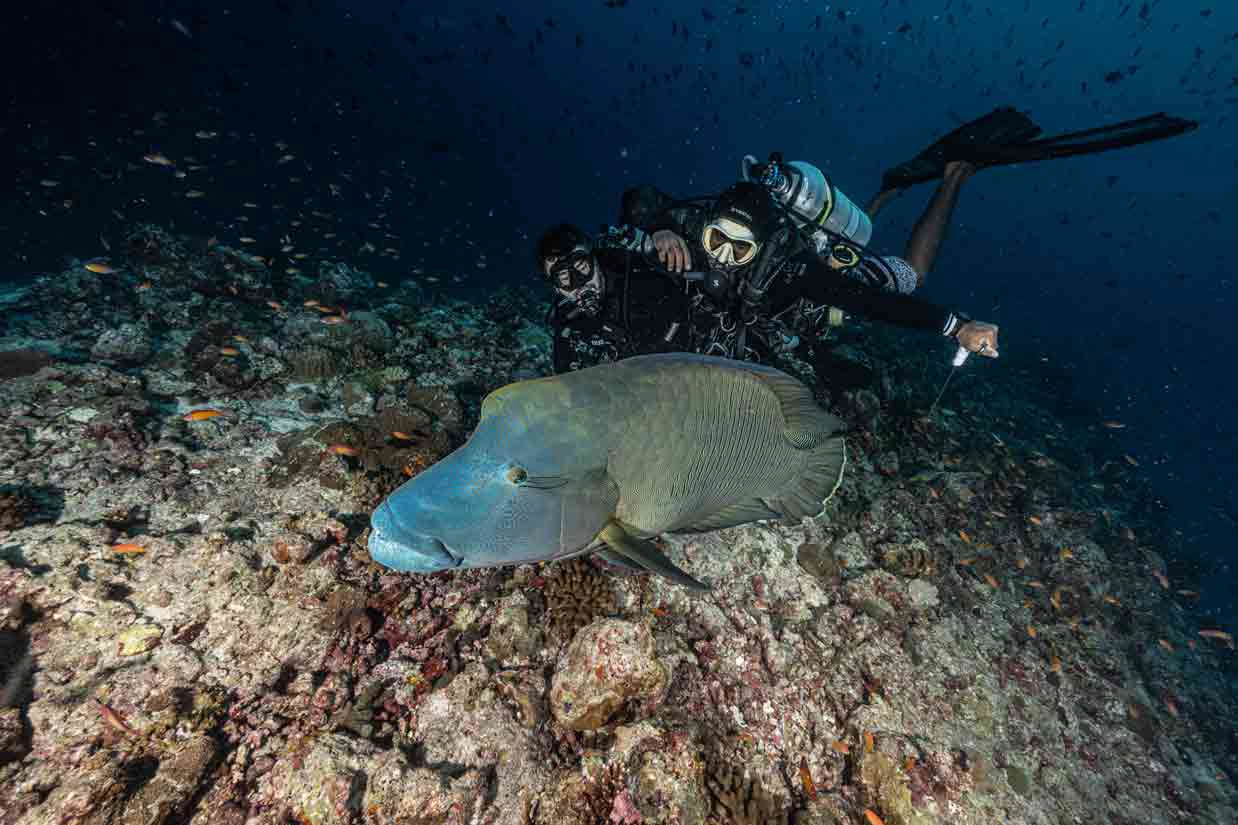 Family Divers Napoleón Foto