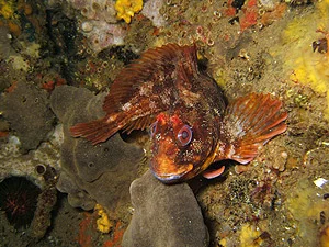 Buceo Mourosub Cantabria buceo-mourosub-cantabria