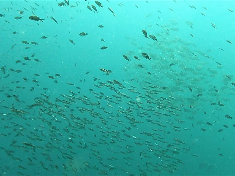 buceo-all-blue-diving-cambrils