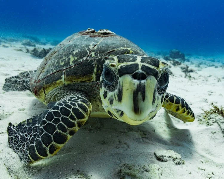 Diving at Diversity Diving dive-with-diversity-diving-playa-del-carmen