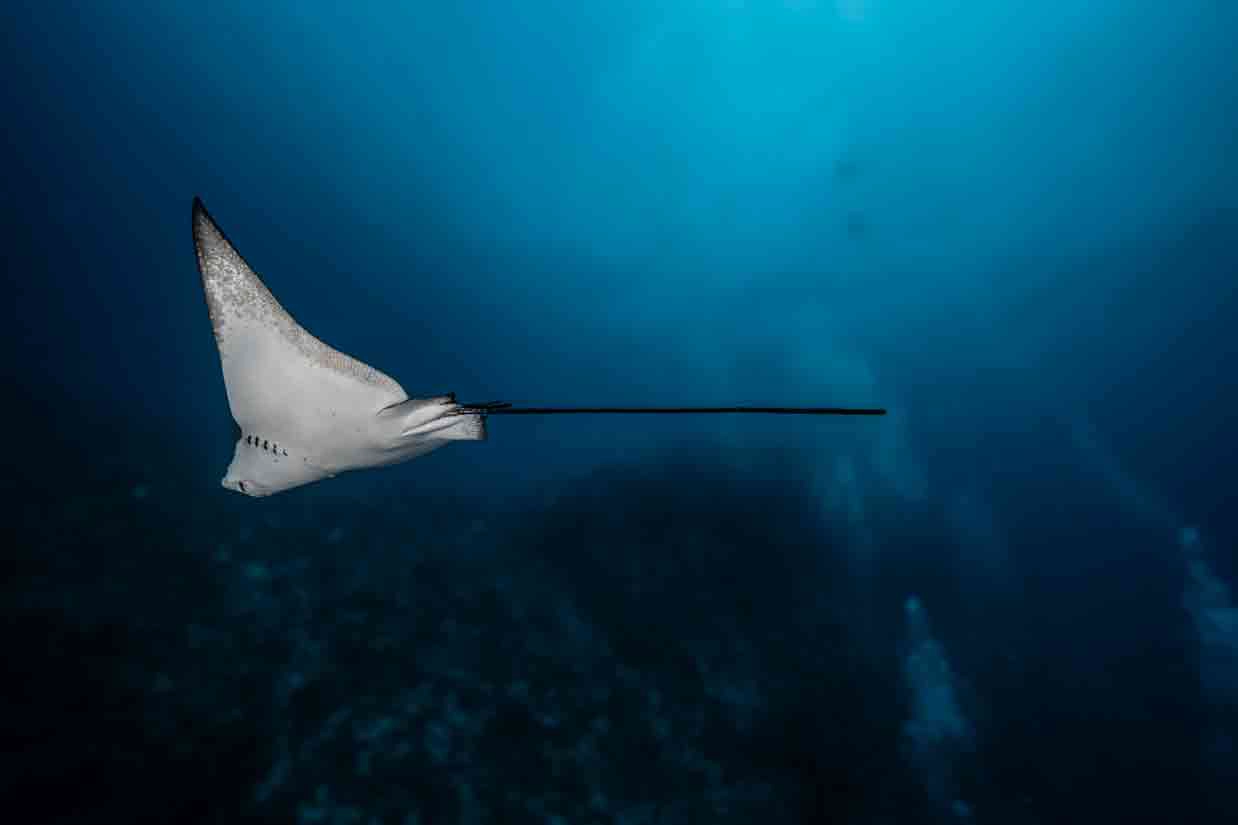 Family Divers Raya Águila Rashdoo
