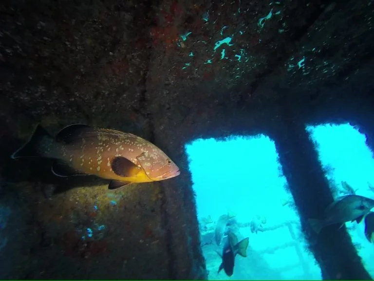 buceo-all-blue-diving-cambrils