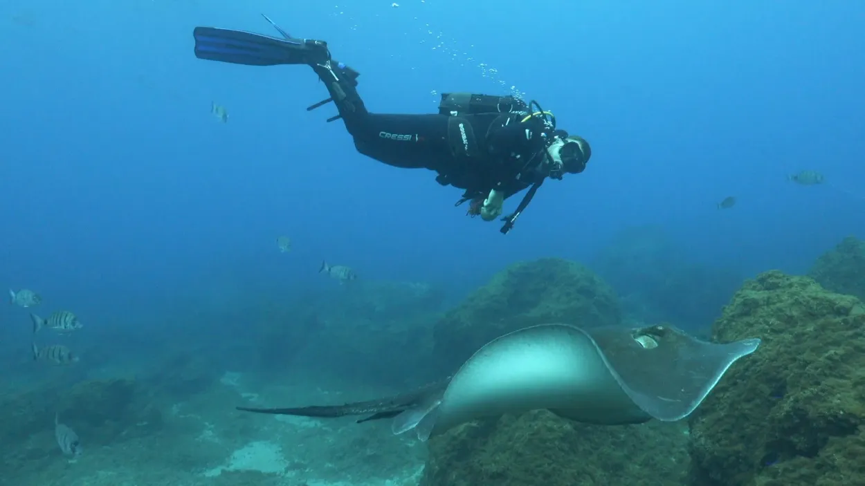Inmersion Deep Fin Tenerife inmersion-deep-fin-tenerife