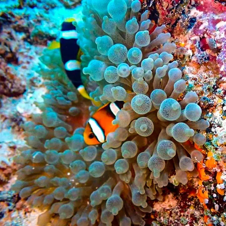 scuba-finders-maldivas-maafushi-sinai-dive-club