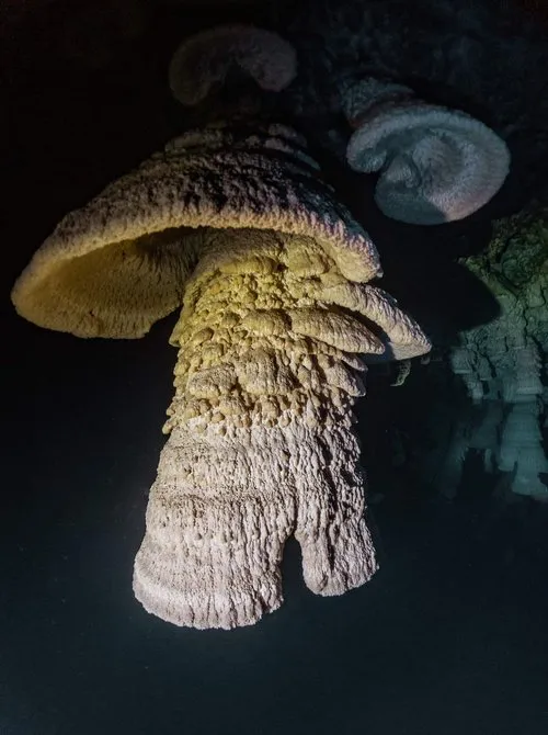 Bucea en el cenote Maravilla, en méxico con Scuba Finders y Diversity Diving cenote-maravilla-scuba-finders-bucea-con-diversity-diving-mexico