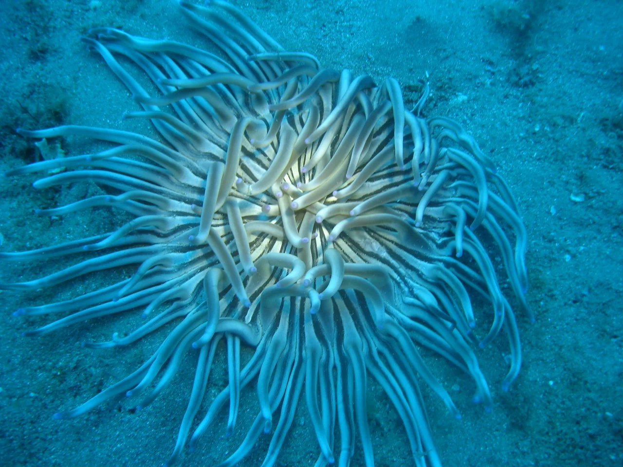 buceo-scuba-elx