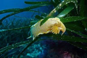 Buceo Subfari Portinatx Ibiza buceo-subfari-portinatx-ibiza