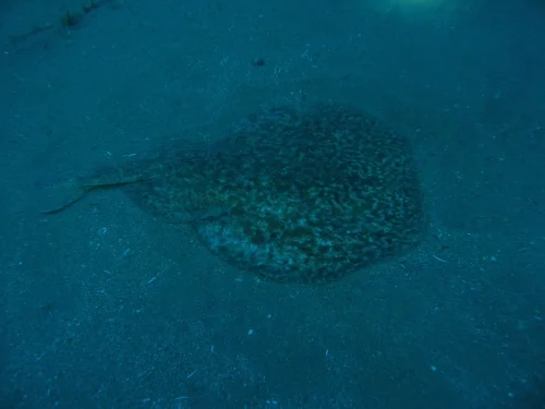 buceo-scuba-elx