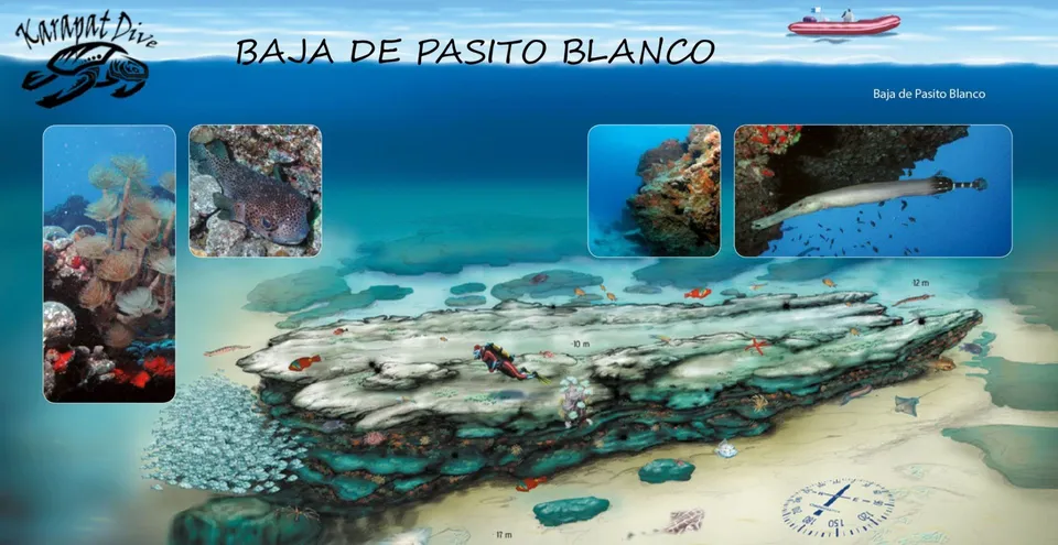 Baja + Pasito Blanco Karapat Dive Gran Canaria Baja + Pasito Blanco Karapat Dive Gran Canaria