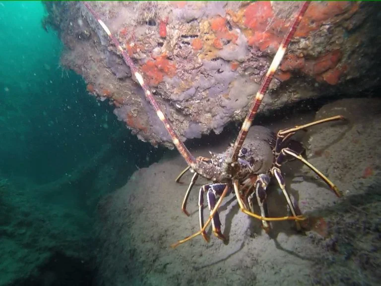 buceo-all-blue-diving-cambrils
