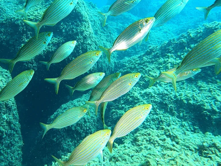 buceo-all-blue-diving-cambrils