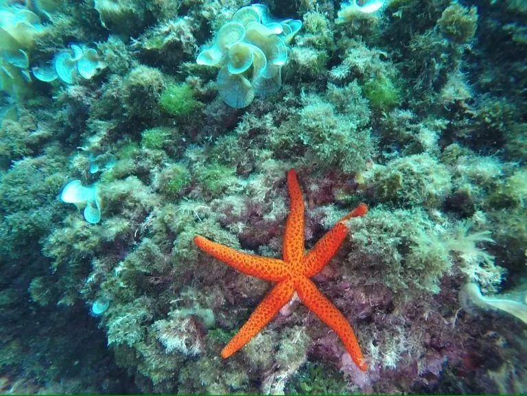 buceo-all-blue-diving-cambrils