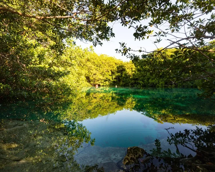 Bucea en los cenotes de méxico con Scuba Finders buceo-avanzado-en-cenote-angelita-con-diversity-diving-y-scuba-finders