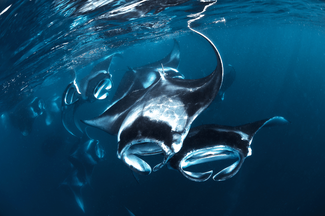 mantas-dharavandhoo