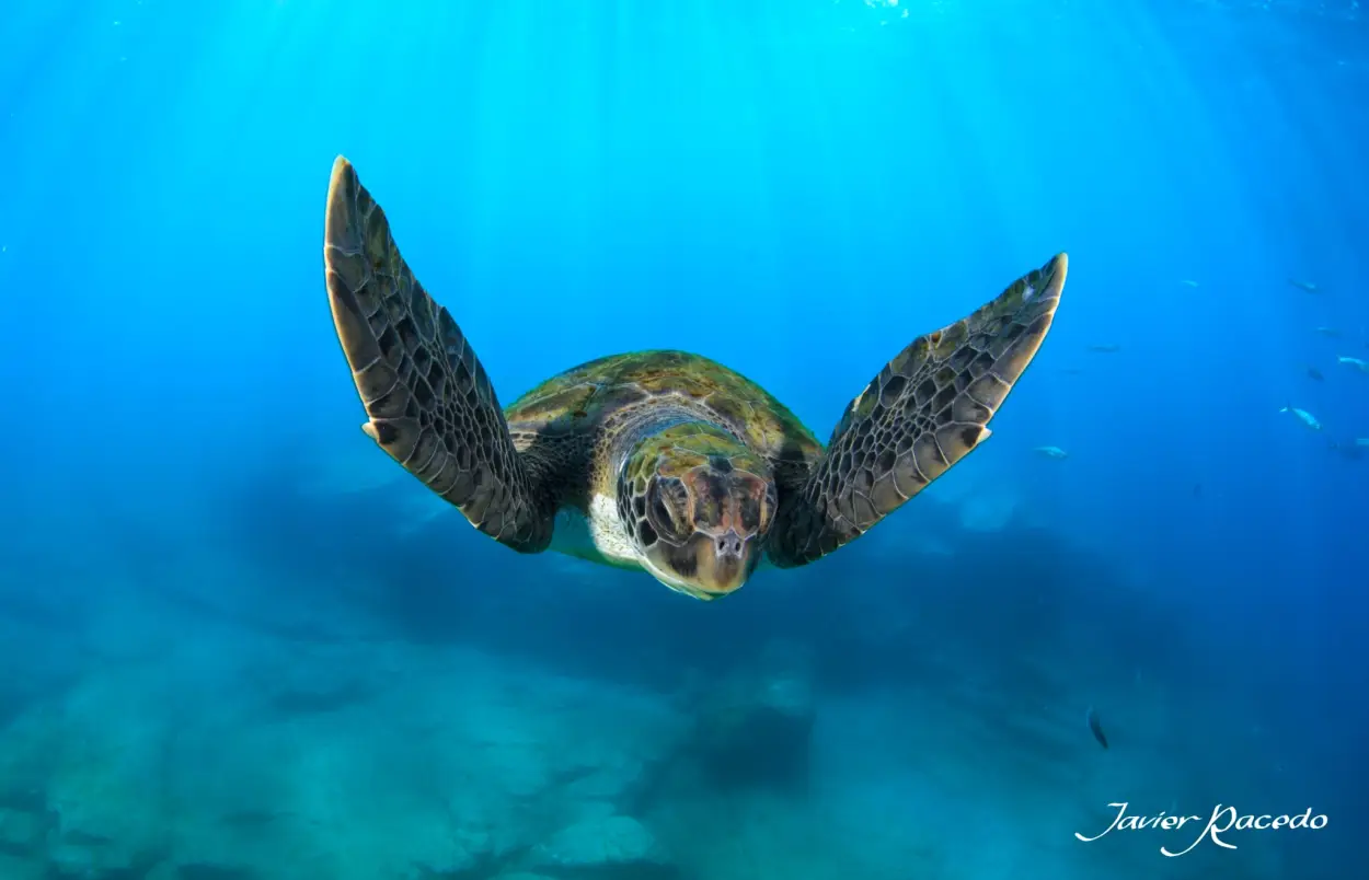 inmersion-deep-fin-tenerife