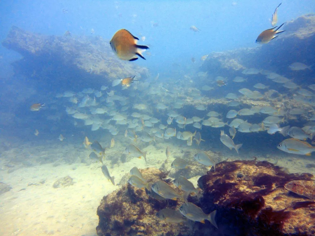Buceo Fuerteventura Diving buceo-fuerteventura-diving
