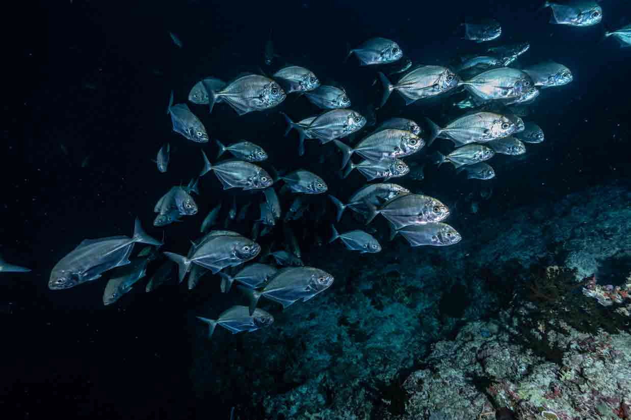 Jureles Family Divers Rashdoo
