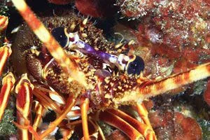 Buceo Subfari Portinatx Ibiza buceo-subfari-portinatx-ibiza