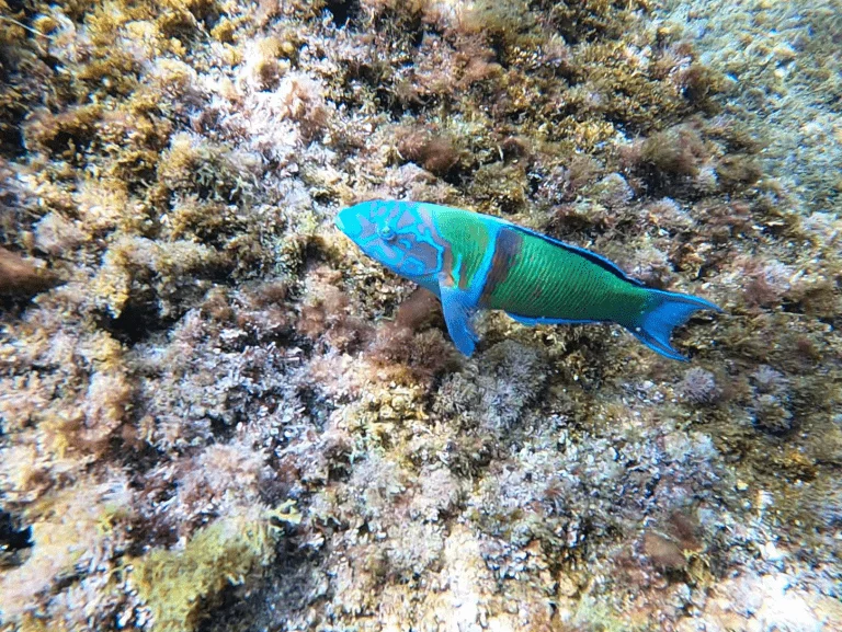 buceo-all-blue-diving-cambrils