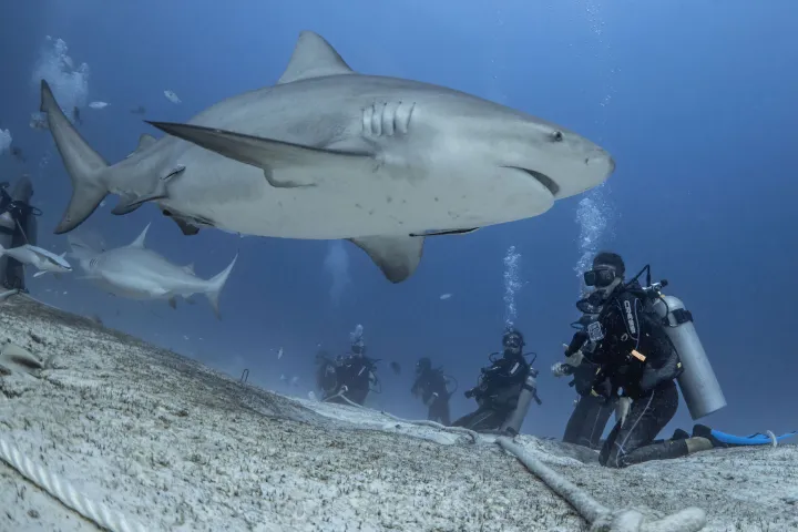 buceo con tiburones toro en playa del casrmen