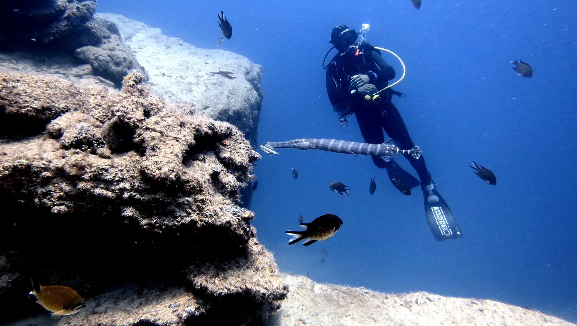 buceo-fuerteventura-diving