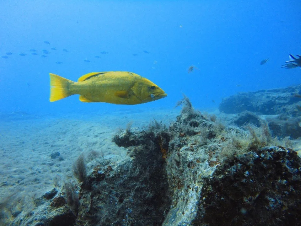 Buceo Fuerteventura Diving buceo-fuerteventura-diving