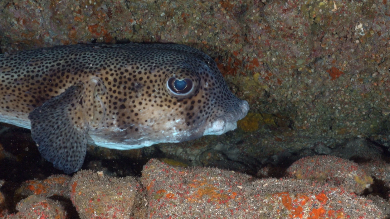Inmersion Deep Fin Tenerife inmersion-deep-fin-tenerife