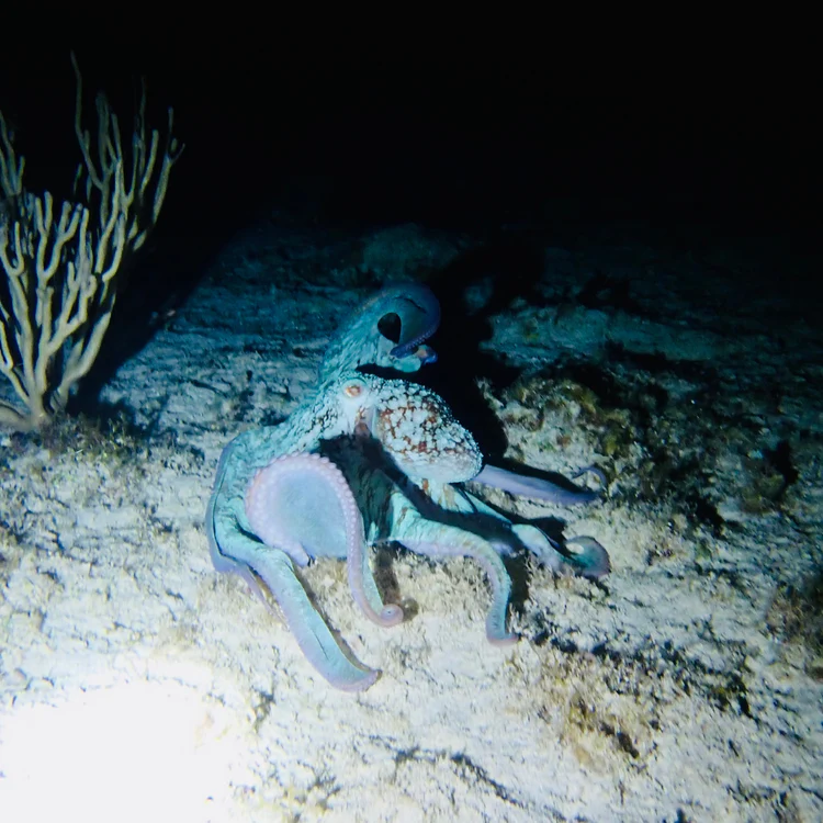 nocturna medusas dive
