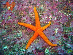 Buceo Mourosub Cantabria buceo-mourosub-cantabria