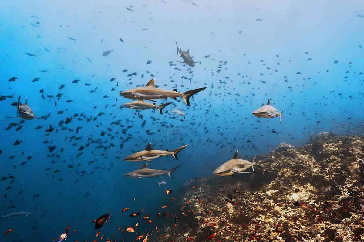 Sharks Family Divers Rashdoo