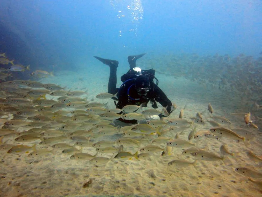 Buceo Fuerteventura Diving buceo-fuerteventura-diving