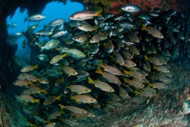 inmersion-la-graciosa-divers