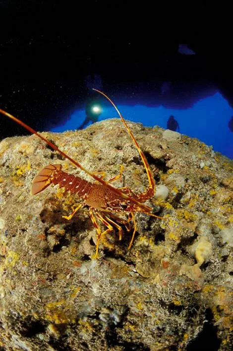 buceo-capo-galera-cerdeña