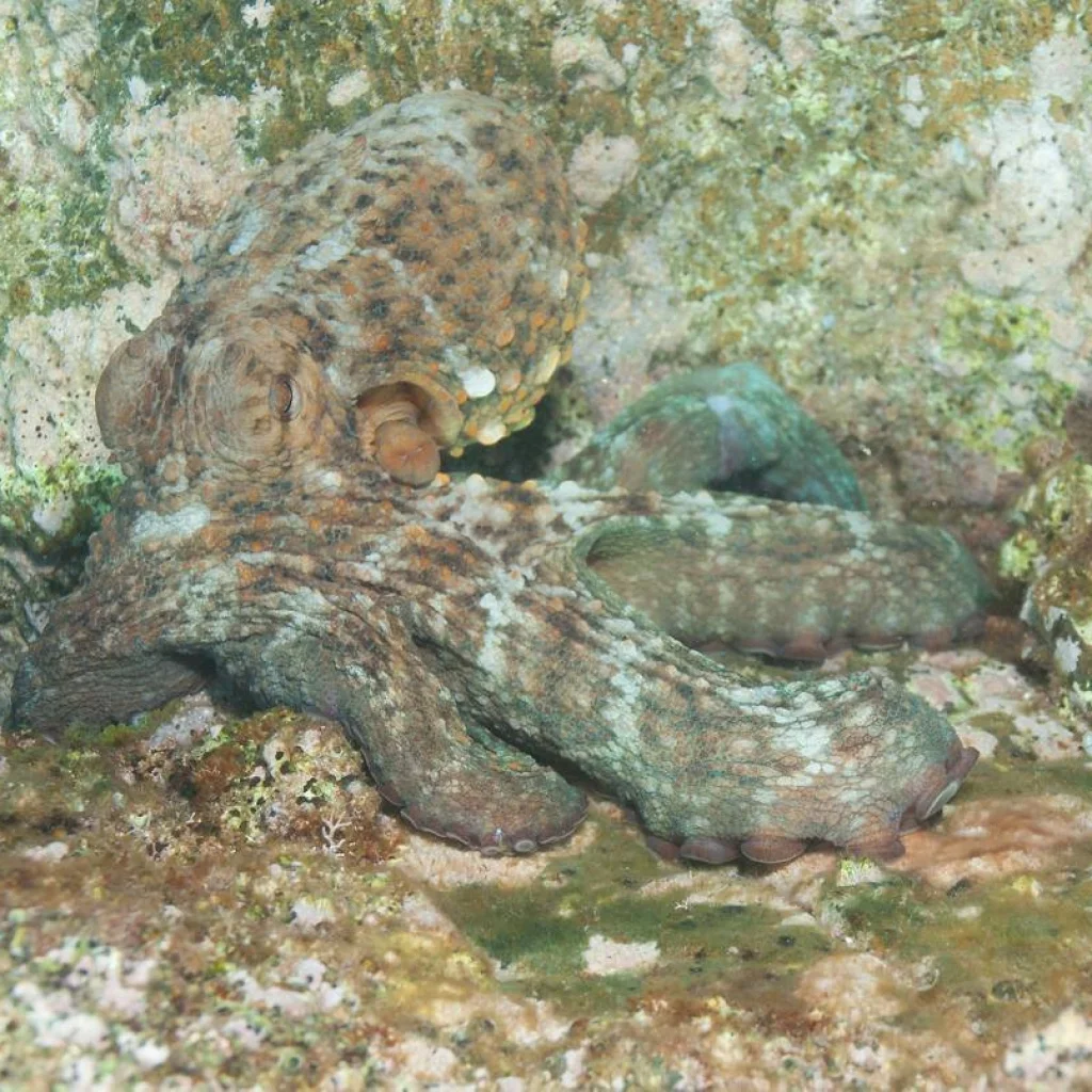 Buceo Scuba Elx buceo-scuba-elx