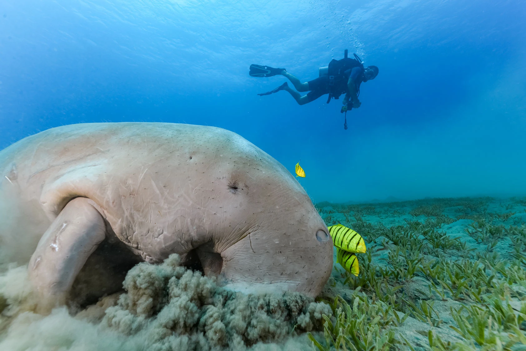 El buceo en el Mar Rojo