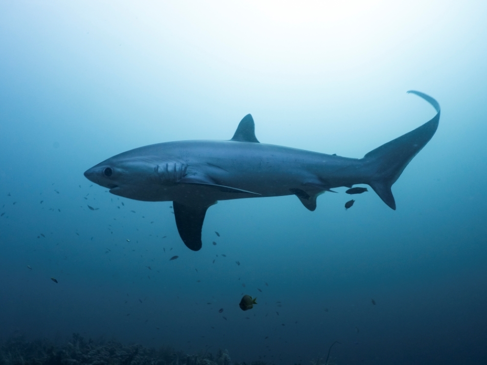El buceo en Filipinas