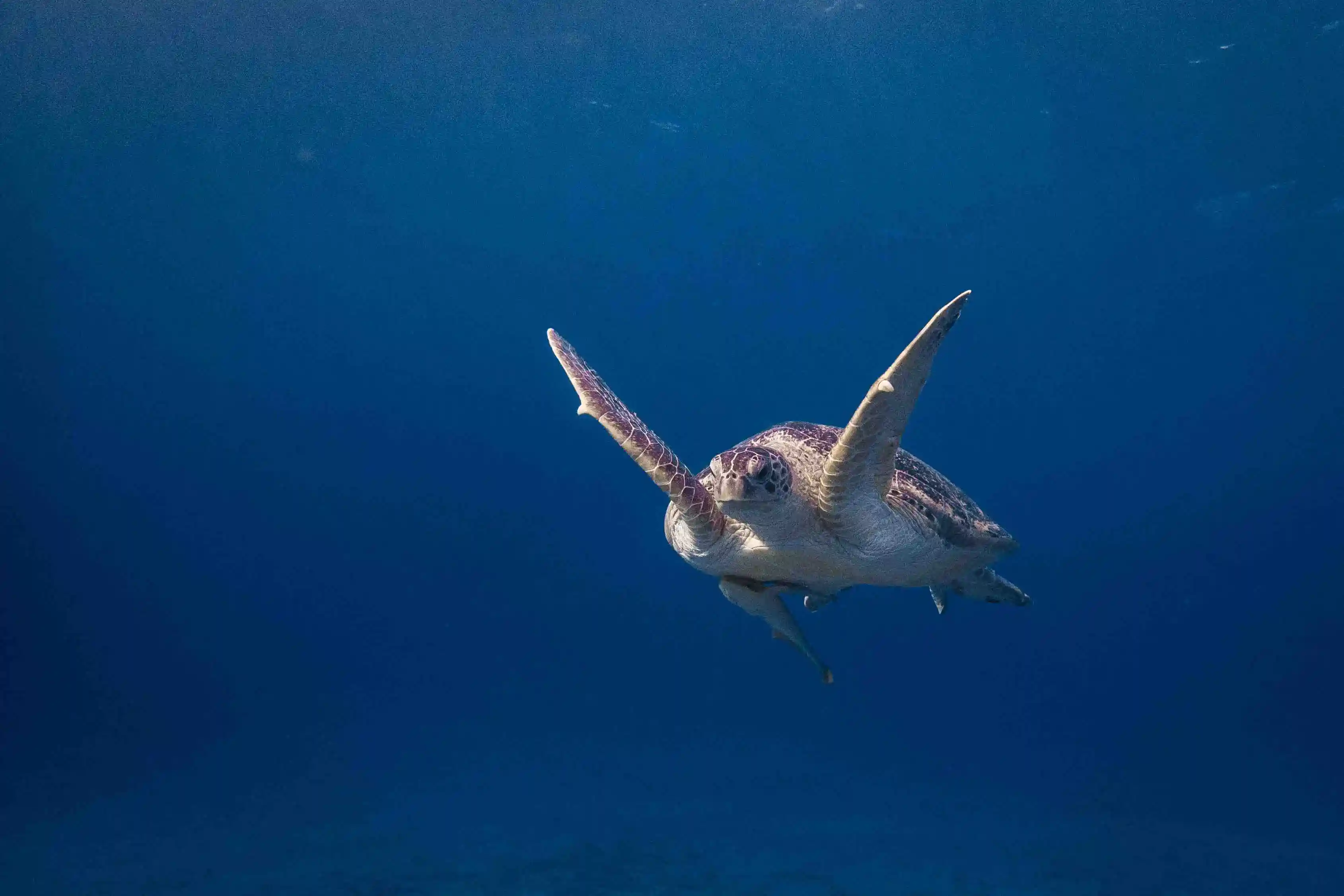 Diving in Africa