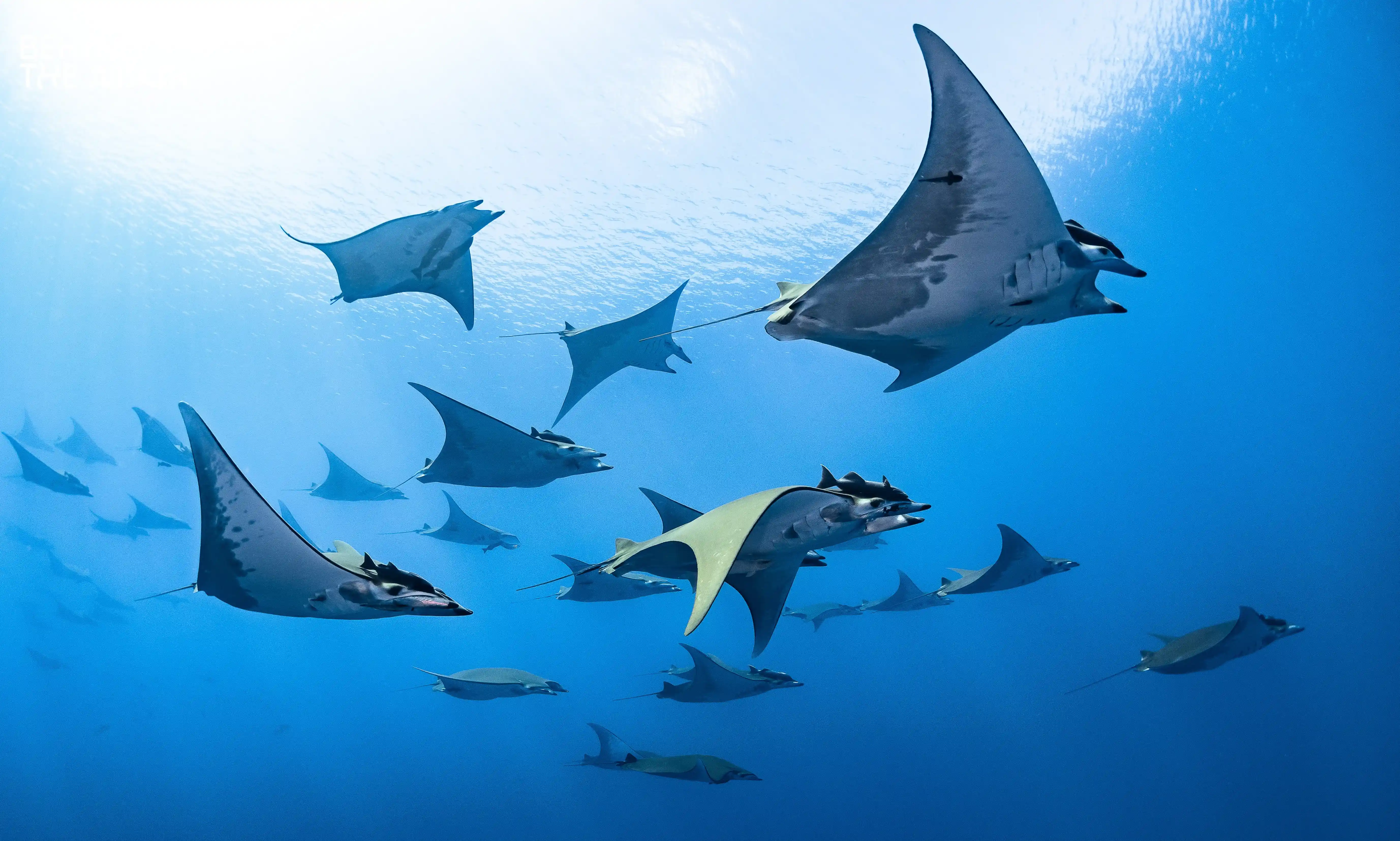 El buceo en las Islas Azores