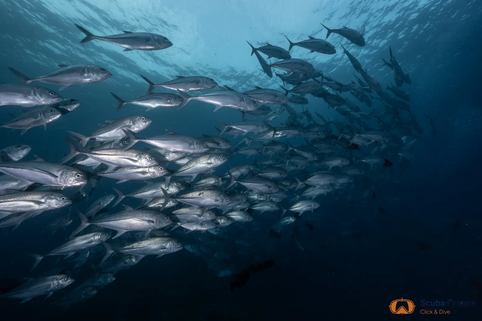The Deep South 10 noches en el Spirit of Maldives – imagen 5