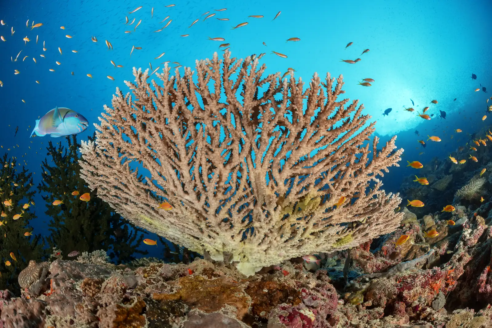 Maravillas de los atolones del norte en el Spirit of Maldives – imagen 4