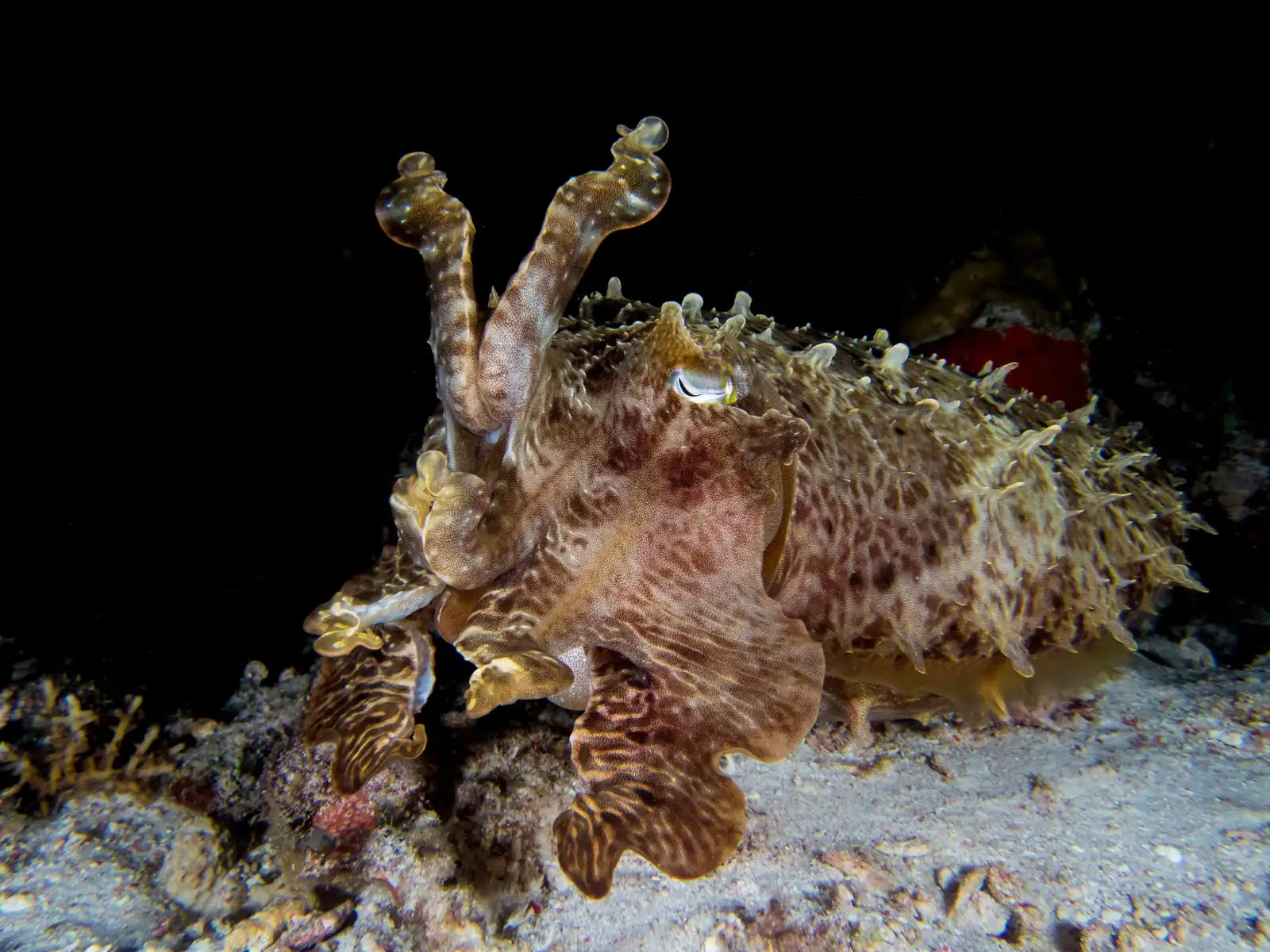 Raja Ampat 10 noches en el Indo Master – imagen 6