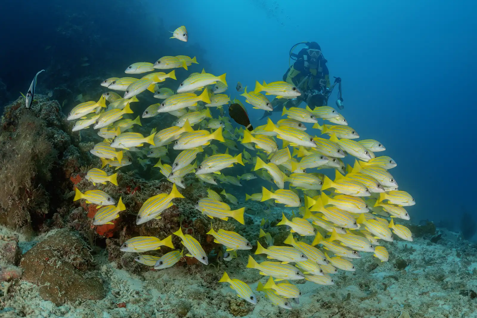 Corazón de Maldivas en el Spirit of Maldives – imagen 5