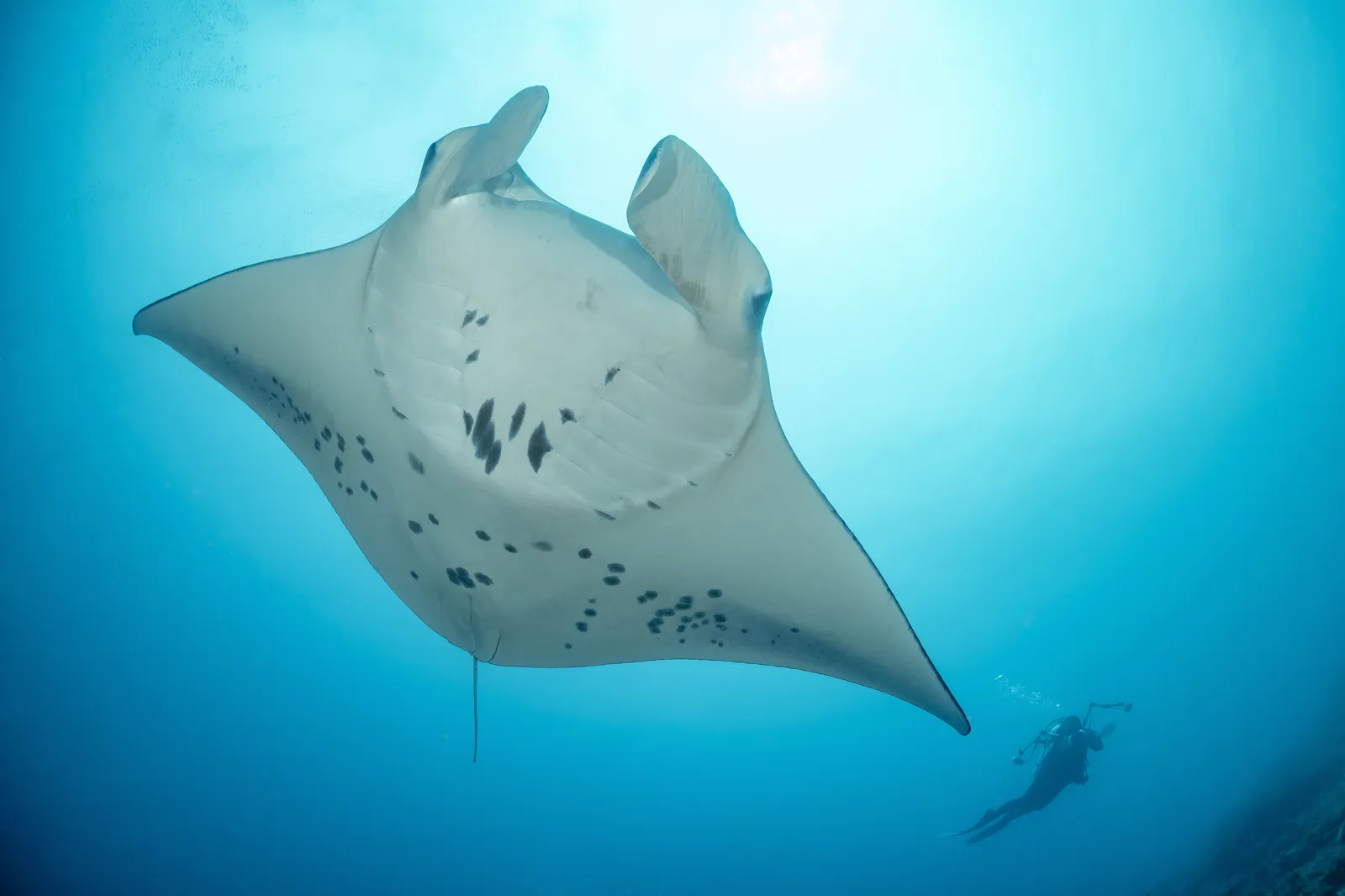 Corazón de Maldivas en el Spirit of Maldives – imagen 1