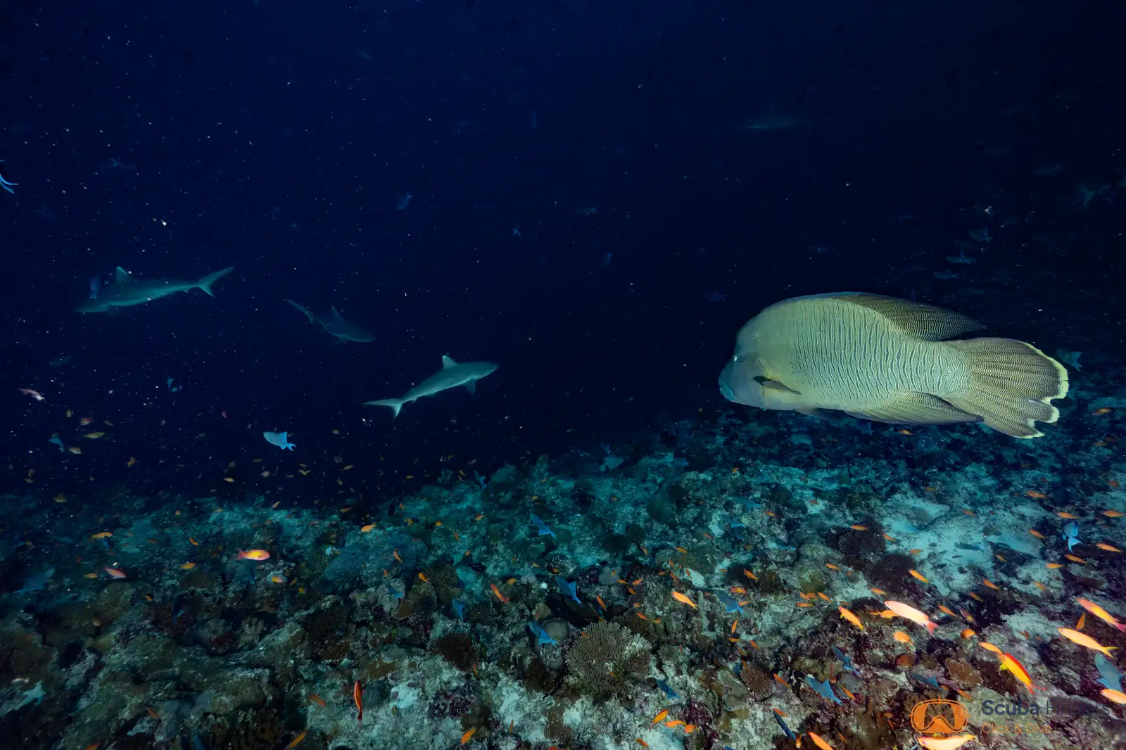 Corazón de Maldivas en el Spirit of Maldives – imagen 2
