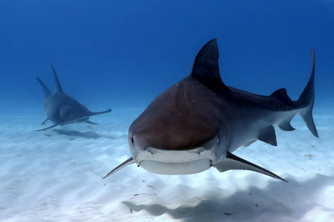 Tiger Beach Adventure – imagen 3
