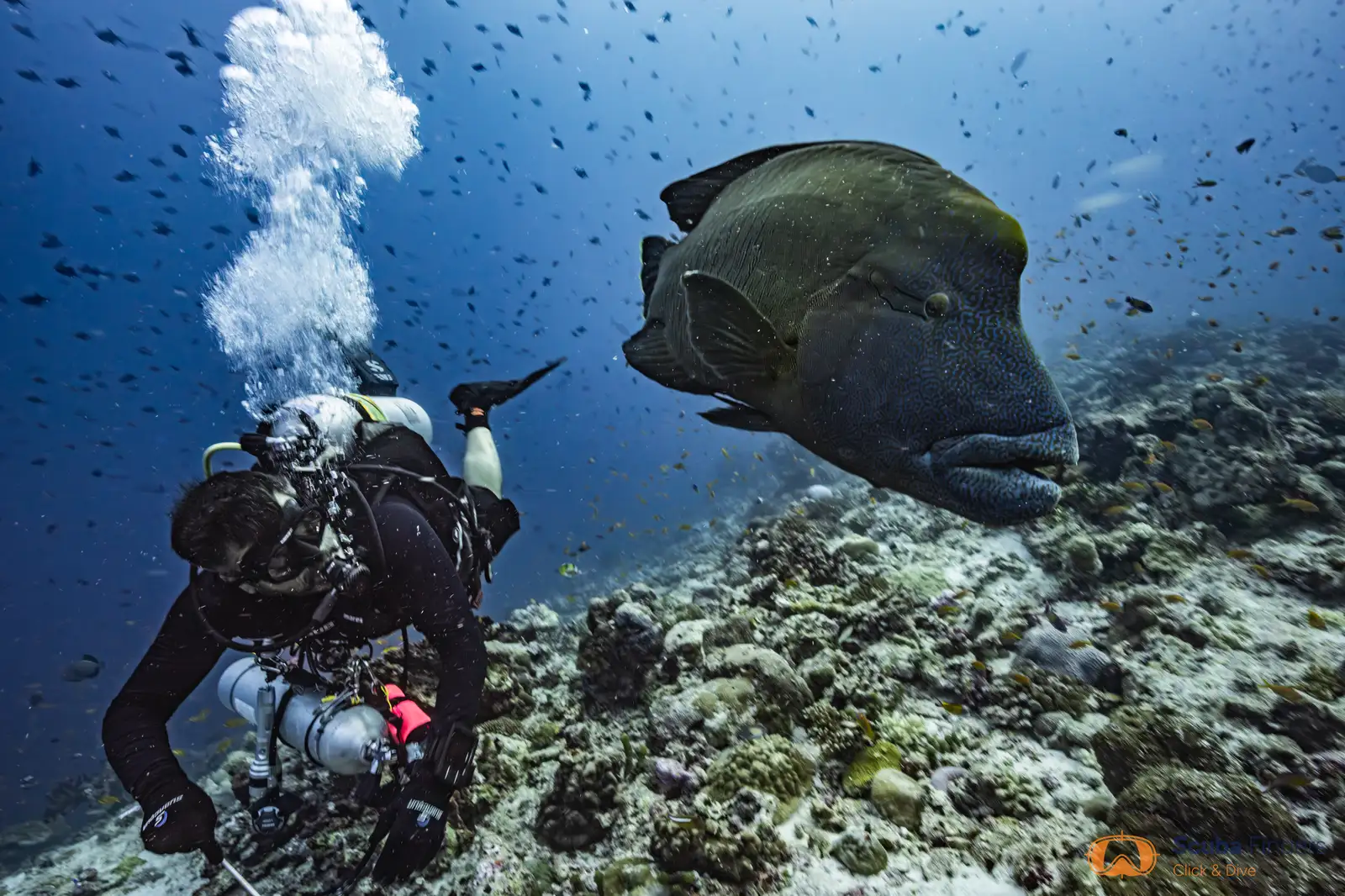 Corazón de Maldivas en el Spirit of Maldives – imagen 6