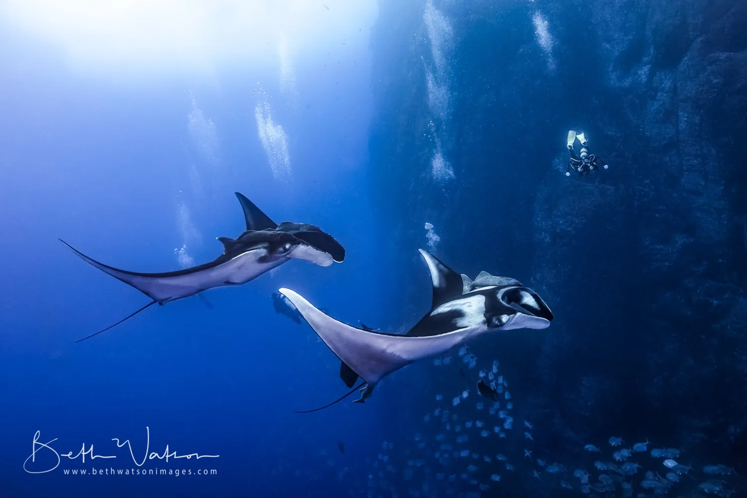 Revillagigedo en el Rocío del Mar – imagen 1