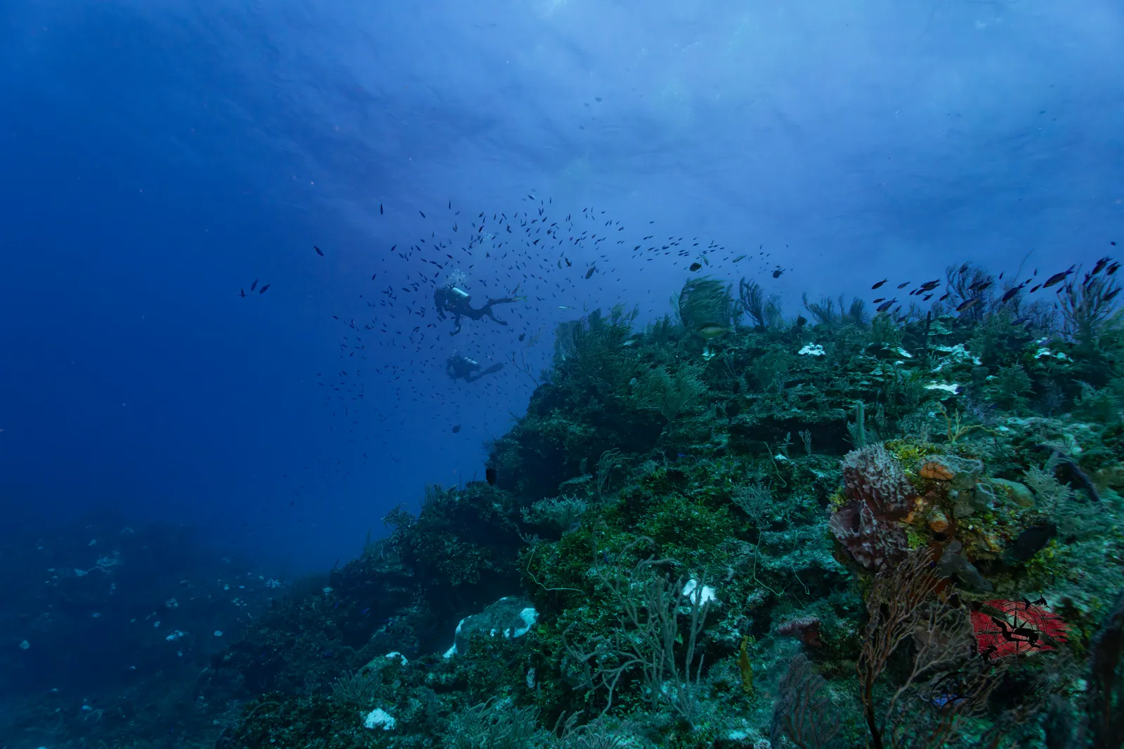 Tiburones, arrecifes y cuevas · 10 noches – imagen 2